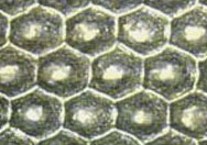 Clean Cells