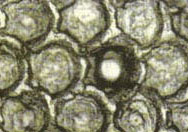 Plugged Cells