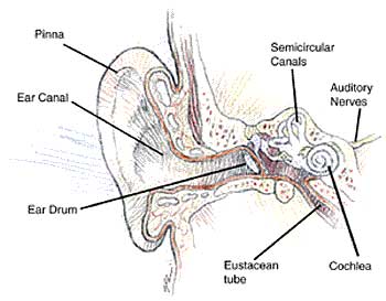 Ear Anatomy